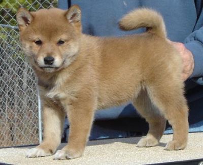 husky inu puppies for sale australia free classifieds husky inu puppies for sale australia free classifieds