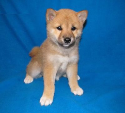 teacup shiba inu puppies for sale shiba inu puppies for sale teacup shiba inu puppies for sale shiba inu puppies for sale