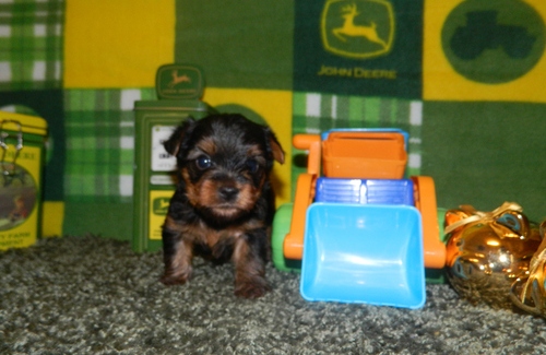 Yorkie puppies for sale (267) 989-9557