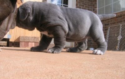 neapolitan mastiff puppies for sale in neapolitan mastiff puppies for sale neapolitan mastiff puppies for sale in neapolitan mastiff puppies for sale