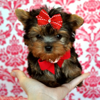 teacup yorkie puppies for sale melbourne teacup yorkie puppies for sale teacup yorkie puppies for sale melbourne teacup yorkie puppies for sale