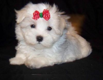 adopt a maltese puppy for free teacup maltese puppies for free adoption breeds picture adopt a maltese puppy for free teacup maltese puppies for free adoption breeds picture