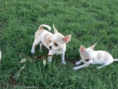 Cute chihuahua puppies for your home