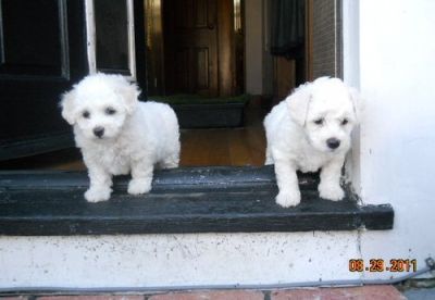 bichon frise