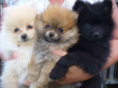 pomeranian puppies gold coast tiny micro teacup pomeranian puppies available now pomeranian puppies gold coast tiny micro teacup pomeranian puppies available now