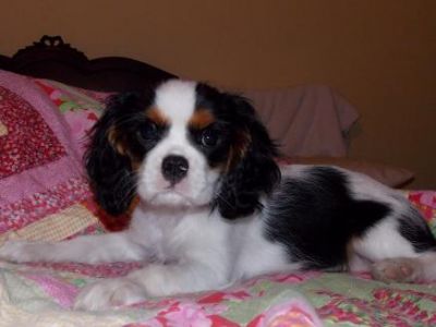 cavalier puppies for adoption gorgeous cavalier king charles puppies available for adoption cavalier puppies for adoption gorgeous cavalier king charles puppies available for adoption