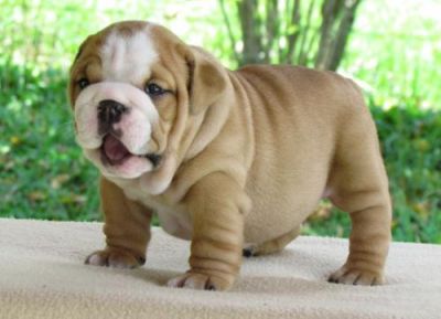 Albury Wodonga Dogs For Sale Albury Wodonga Dogs For Sale