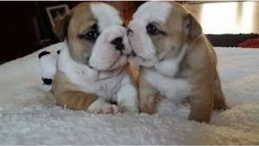 British bulldog puppies available for adoption