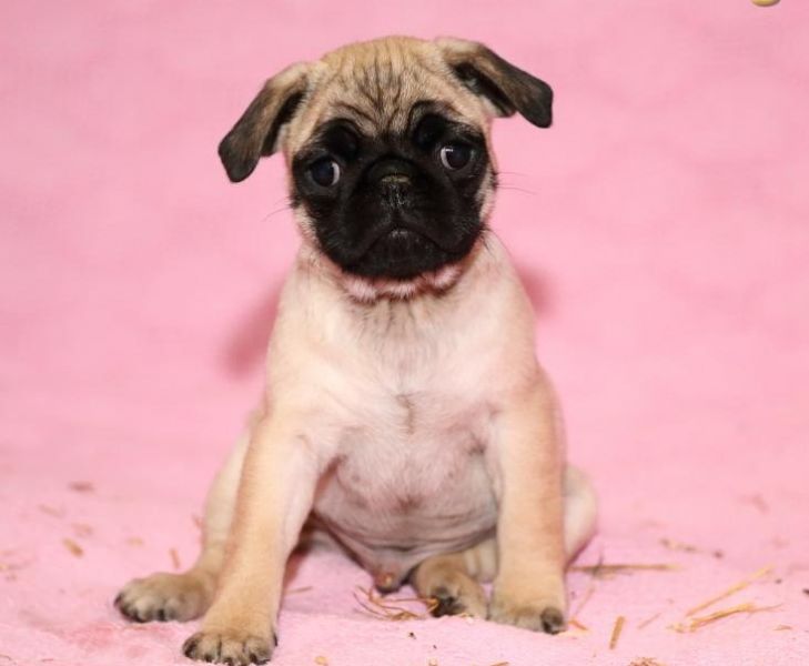 pugs available magnificent pug puppies males and females available pugs available magnificent pug puppies males and females available