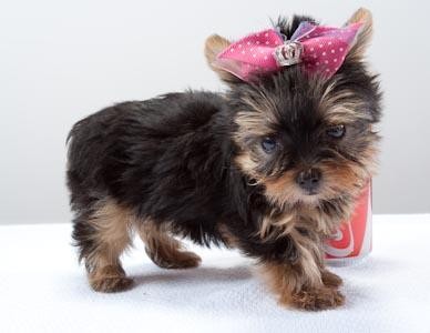 Chaming Yorkie puppies for sale