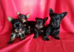 teacup yorkie puppies for sale melbourne teacup yorkie puppies for sale teacup yorkie puppies for sale melbourne teacup yorkie puppies for sale