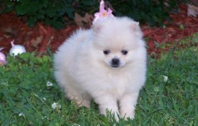pomeranian puppies gold coast tiny micro teacup pomeranian puppies available now pomeranian puppies gold coast tiny micro teacup pomeranian puppies available now