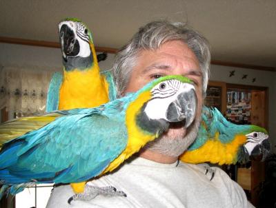 Home raised and very friendly blue and gold macaw parrots. 