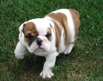 Lovely English Bulldog Puppies For Free Adoption Lovely English Bulldog Puppies For Free
