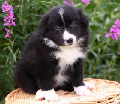 Cute Border Collie puppies for free adoption