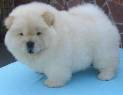 Quality  Chow chow  puppies for sale