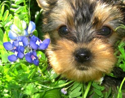 Yorkie Puppies For Free To Good homes&hellip;