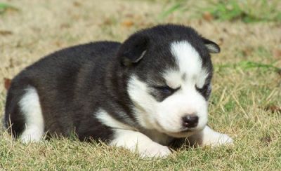 Wonderful siberian husky puppies for sale