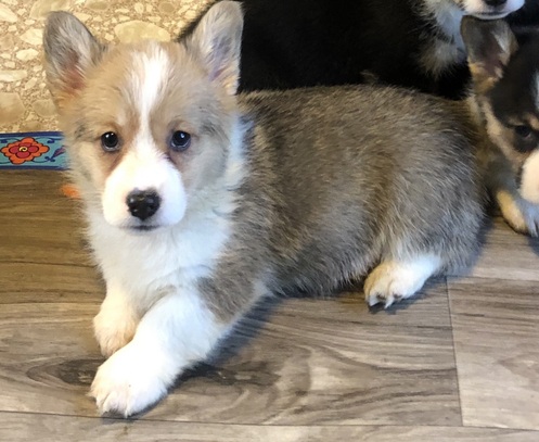 Pembroke Corgi pups