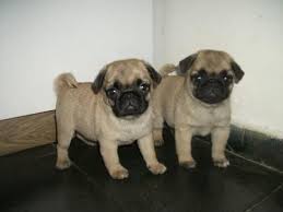 Pure breed  Pug Puppies