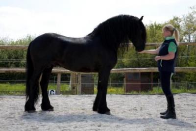 Beautiful and intelligent Friesian horse sale