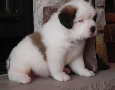 Cute Saint Bernard Puppies For Sale