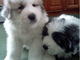 Great Pyrenees Puppies