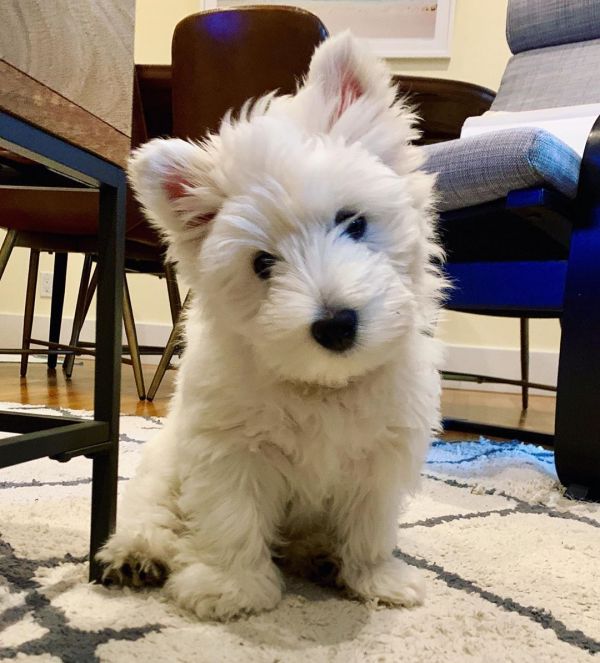 Westie puppy available for sale 