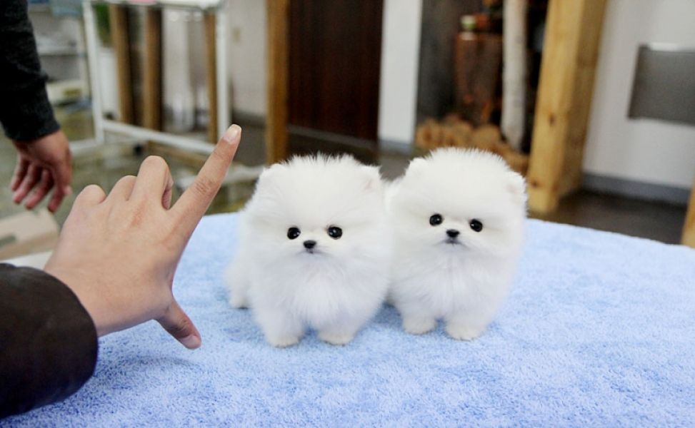 Tiny teacup pomeranian puppies.