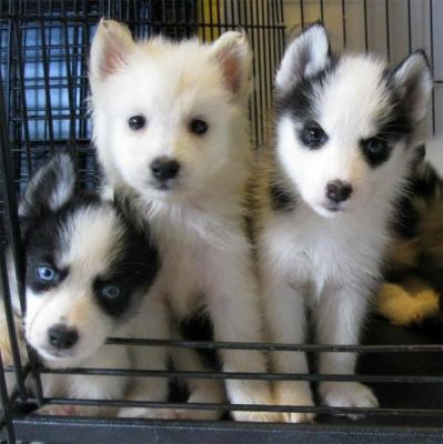 MALE AND FEMALE SIBERIAN HUSKY PUPPIES FOR FREE ADOPTION INTO LOVING HOMES ONLY