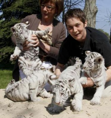 Healthy and Gorgeous Tiger Cubs and Cheetah cubs available