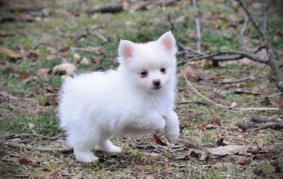 Affectionate males and females Pomeranian pups available   