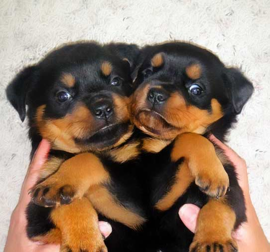 Top Quality Male and Female Rottweiler puppies
