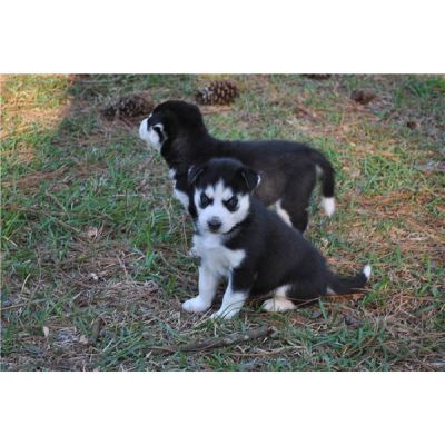 Healthy Siberian Husky Puppies Available