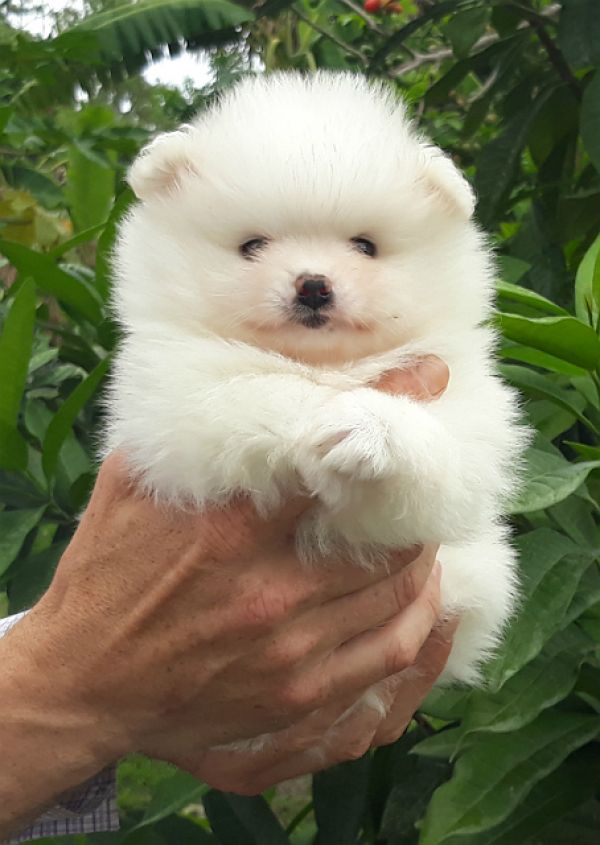 Very Fluffy Tiny White Pomeranian Puppies