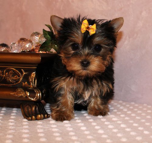 Yorkie Puppies For You