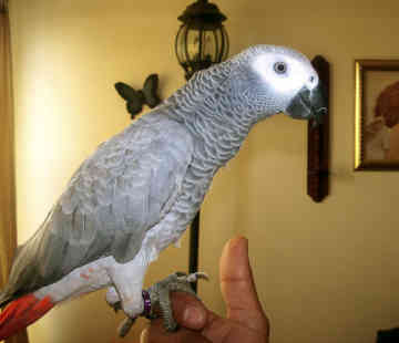 Awesome nice looking talking parrot for sale now