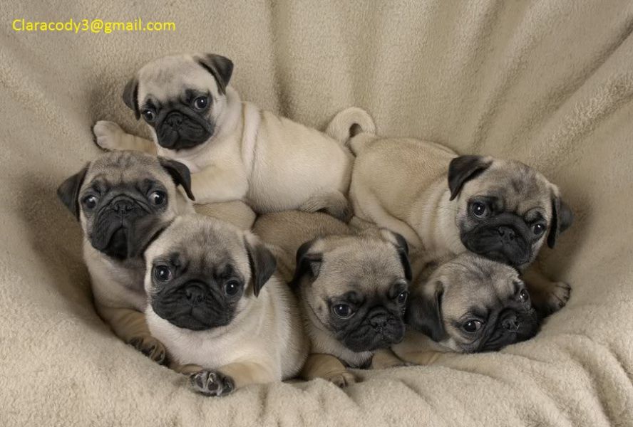 Pug Puppies  Available