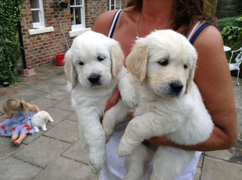 Beautiful Golden Retriever Puppies K.c Reg