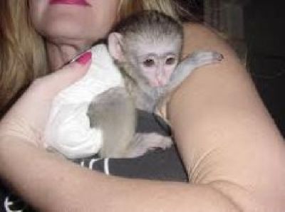 ADORABLE  CAPUCHIN MONKIES FOR NEW HOMES NOW.