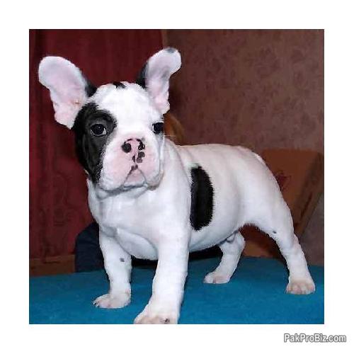A pair of French bulldog puppies for adoption