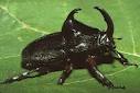 Rhinoceros beetle for sale . this beetle is a new generation pets