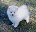 Male And Female Pomeranian Puppies For Adoption