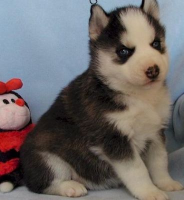 Health Siberian Husky Puppies Available For Xmas.