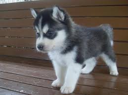 Healthy Cute Siberian Husky Puppies Ready for adoption.
