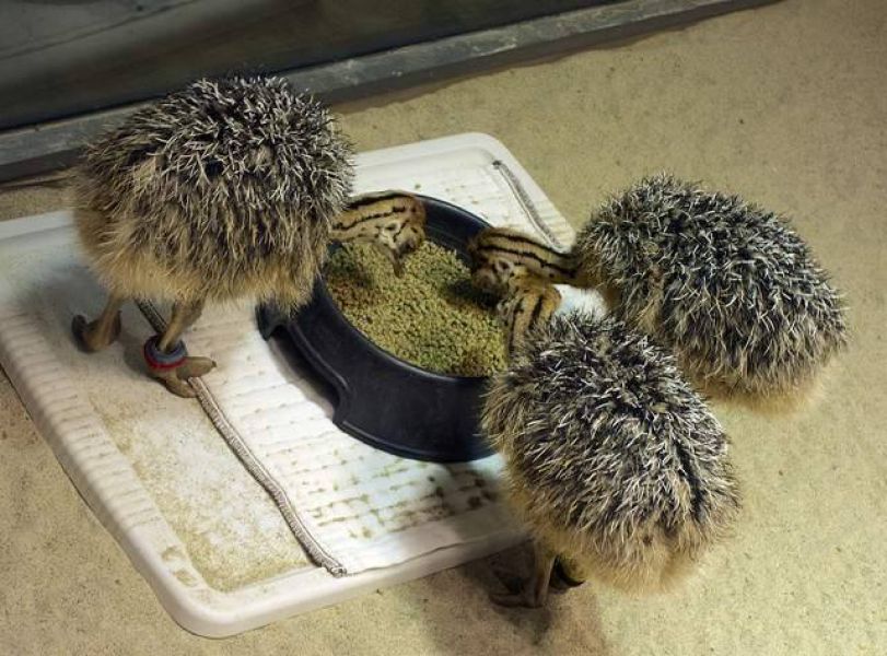 Fertilized Ostrich chicks and eggs