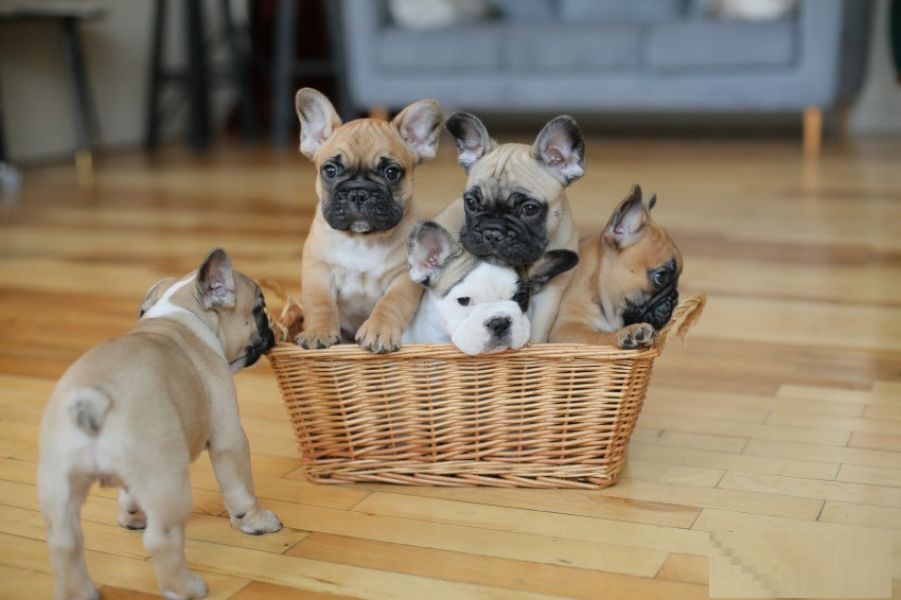 French Bulldog Pups