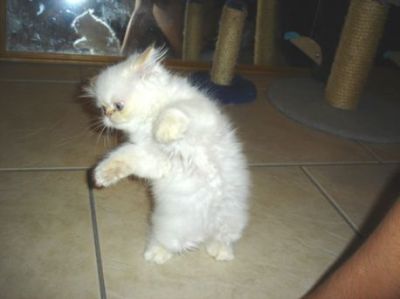 We offer White Doll Faced Persian Kittens for adoption