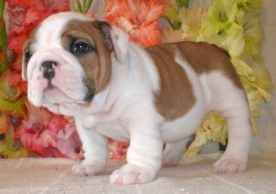 2 Cute English Bulldog Puppies For Free Adoption..