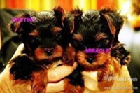  Extremely cute teacup yorkie puppies for free adoption